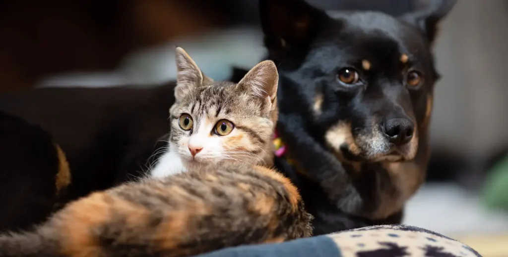 A dog and cat lay comfortably watching what you do.
