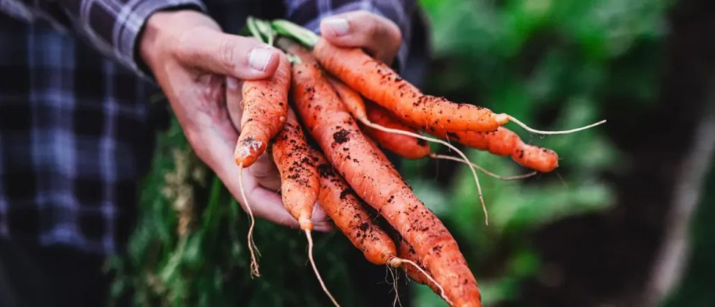 holding some freshly dug up carrots