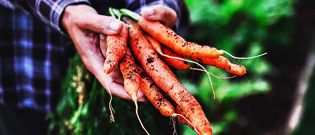 Farmer holding some nice fresh orange carrots right out of the garden